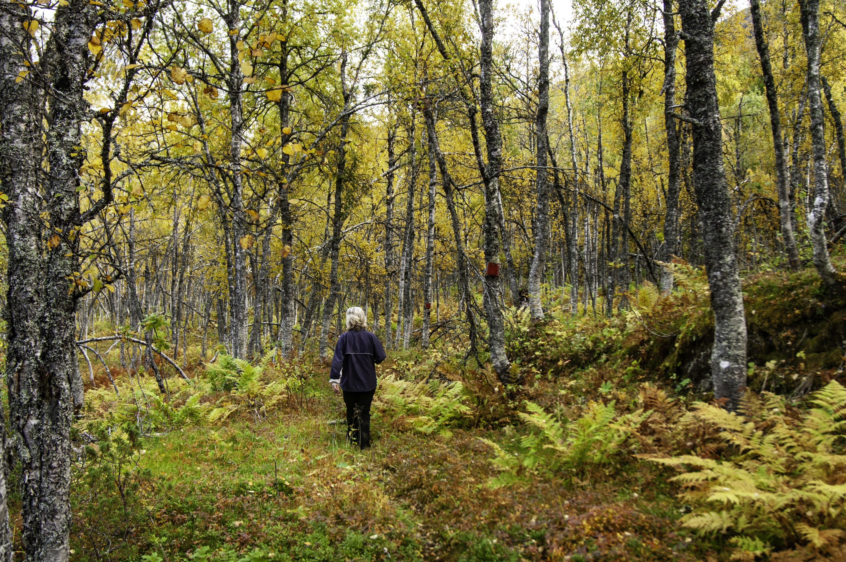 Høsttur gjennom lauvskogen.